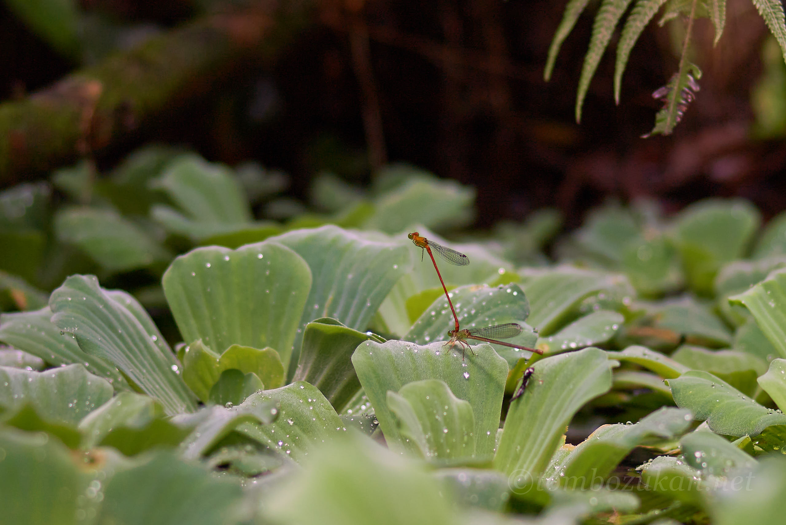 リュウキュウベニイトトンボ