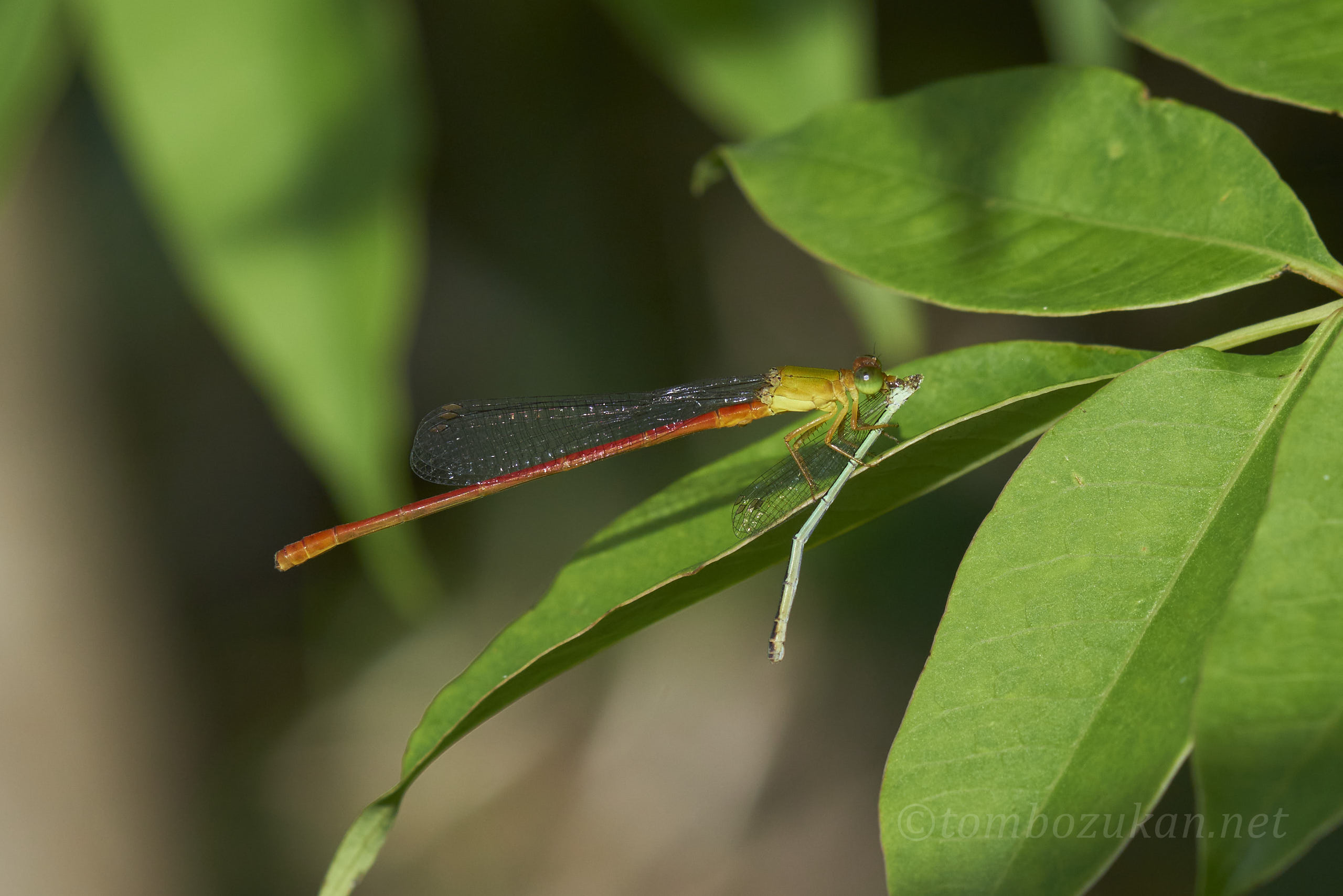 リュウキュウベニイトトンボ