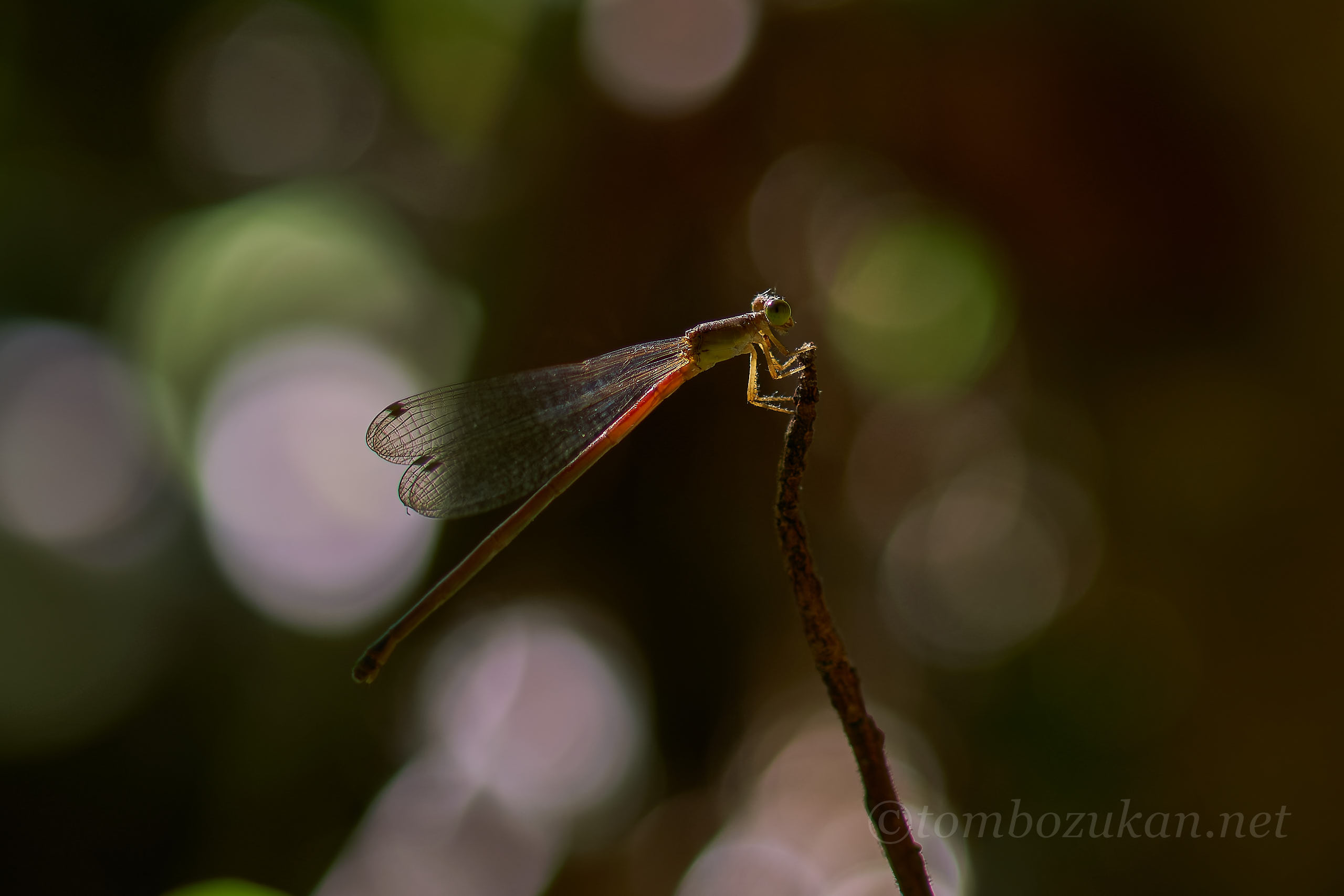 リュウキュウベニイトトンボ
