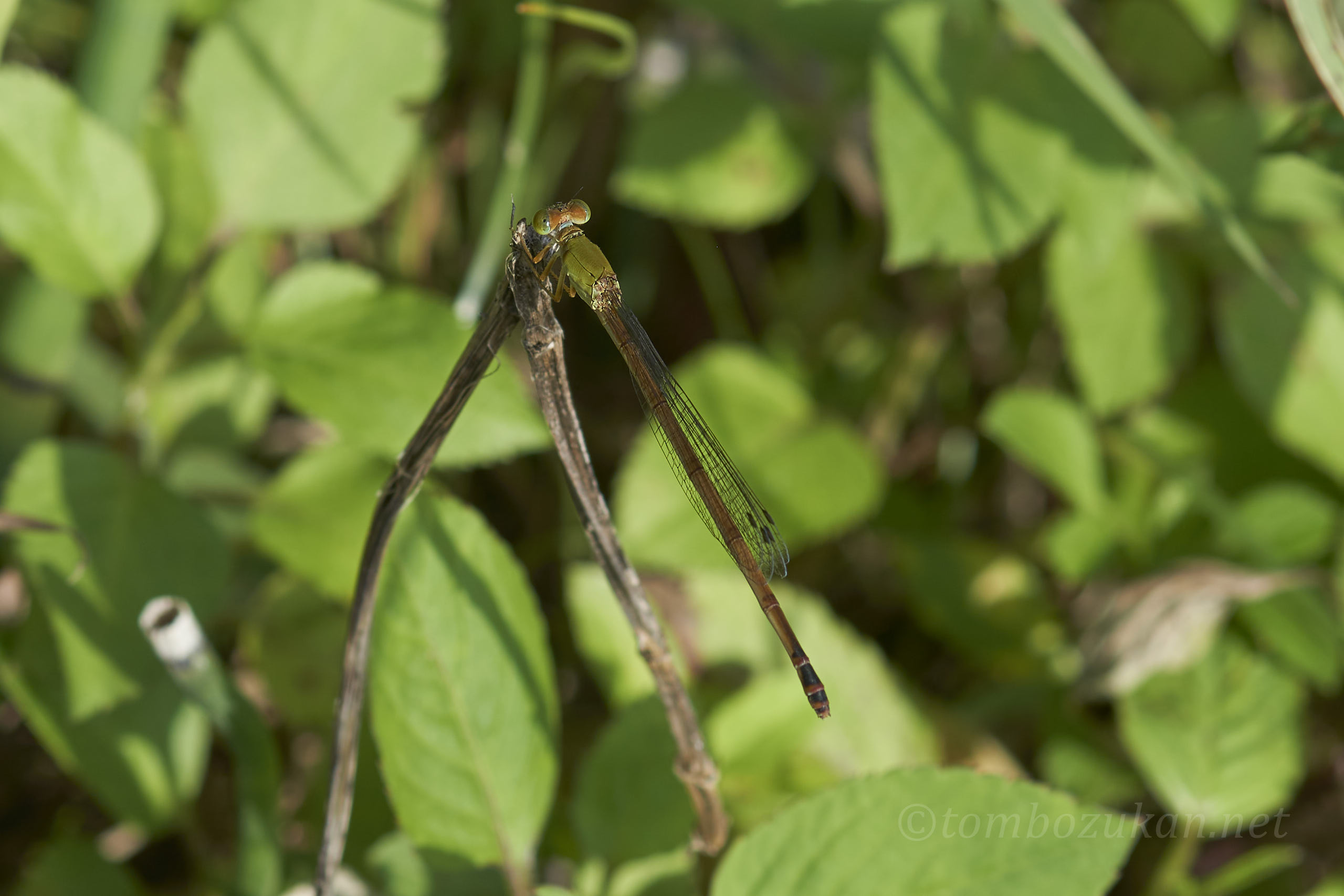 リュウキュウベニイトトンボ