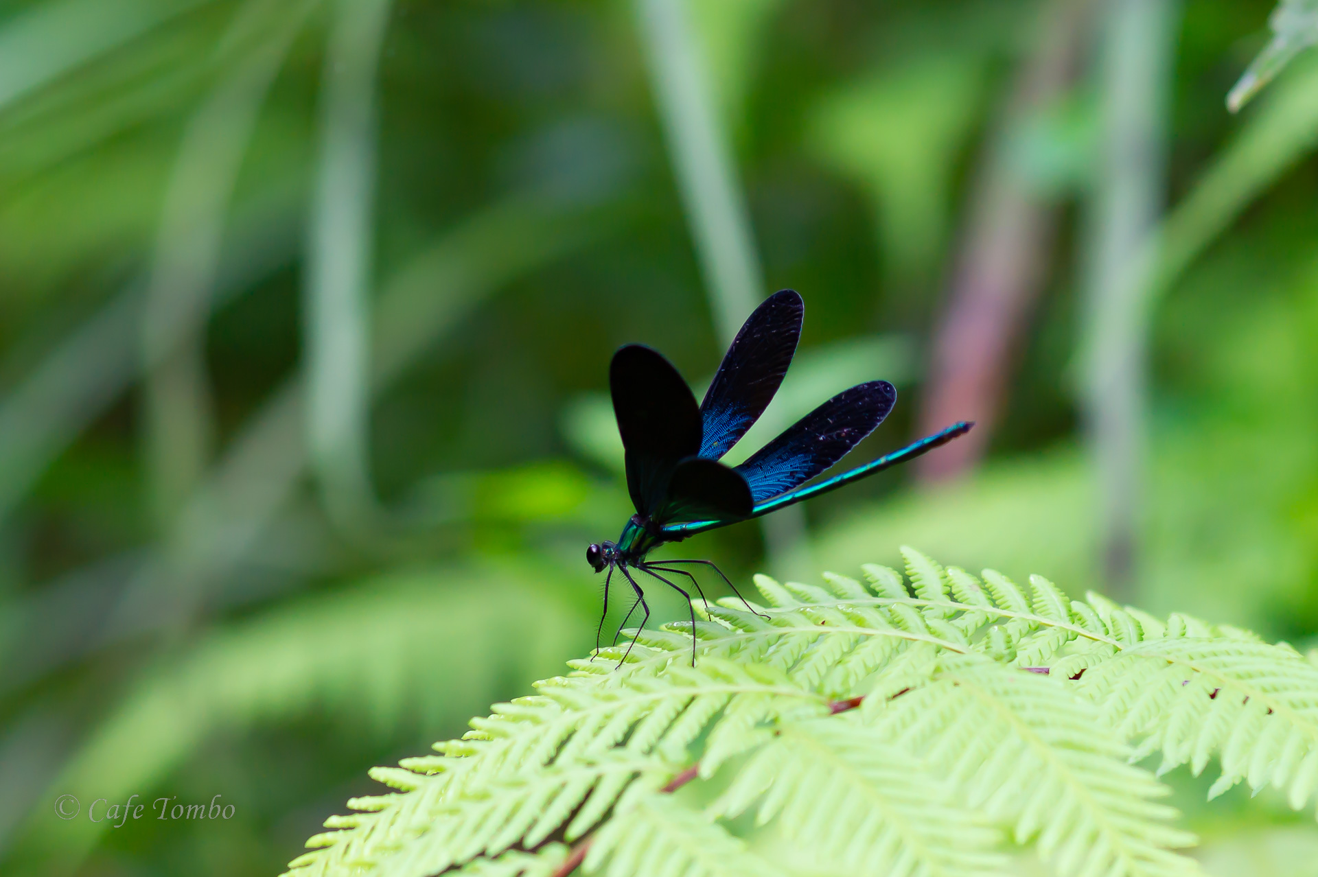 リュウキュウハグロトンボ