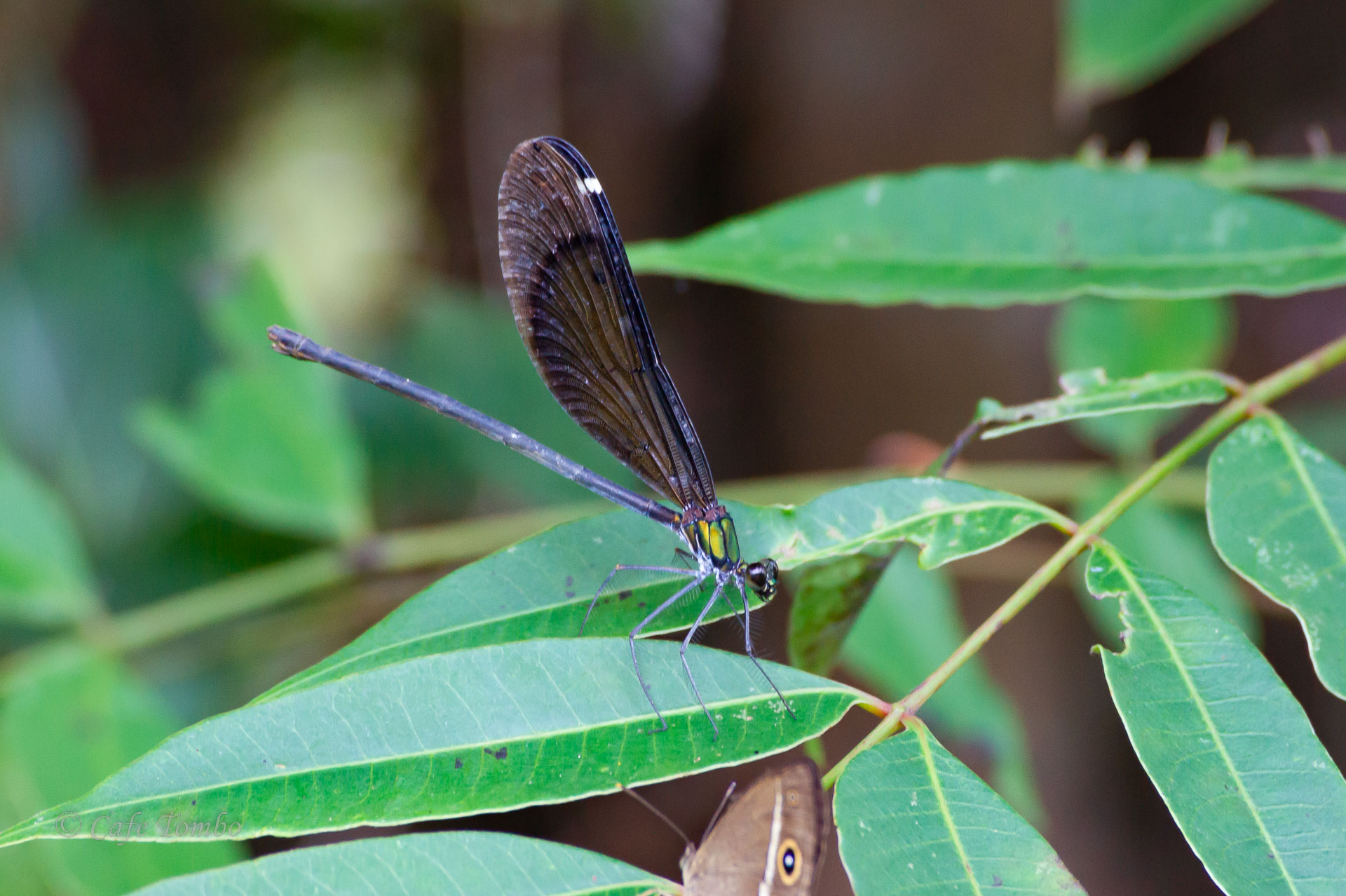 リュウキュウハグロトンボ