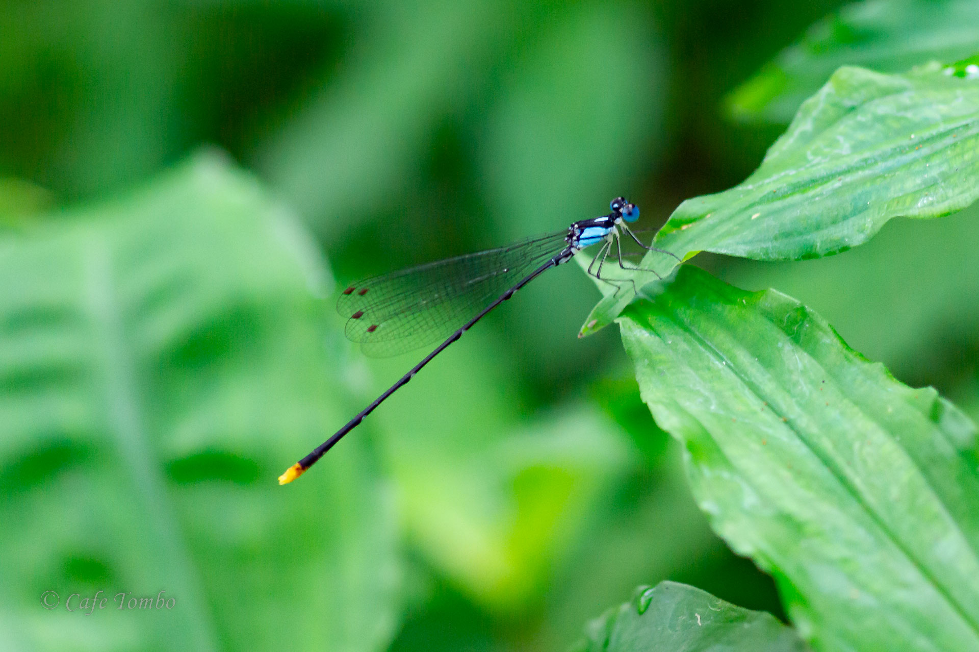 リュウキュウルリモントンボ