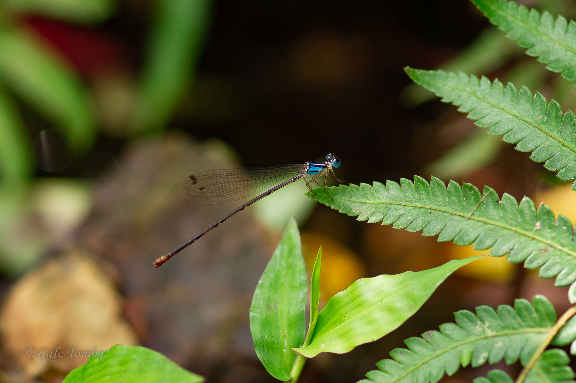 リュウキュウルリモントンボ