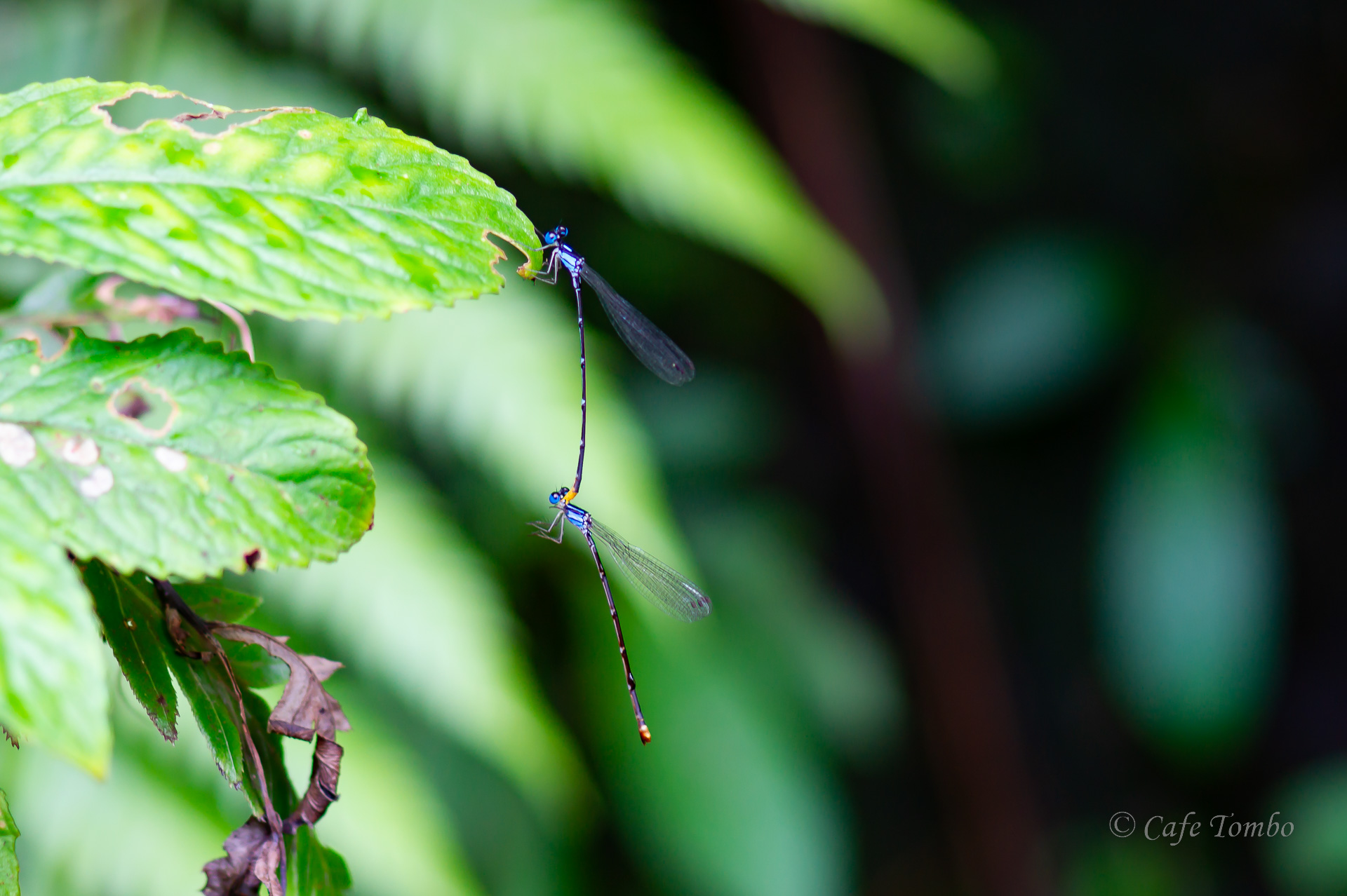 リュウキュウルリモントンボ