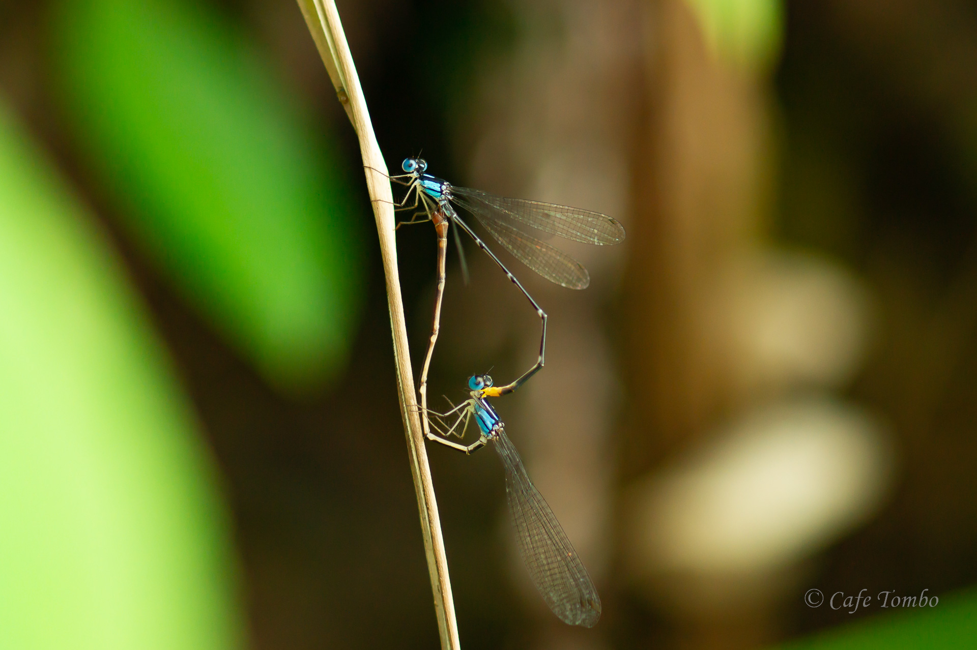 リュウキュウルリモントンボ
