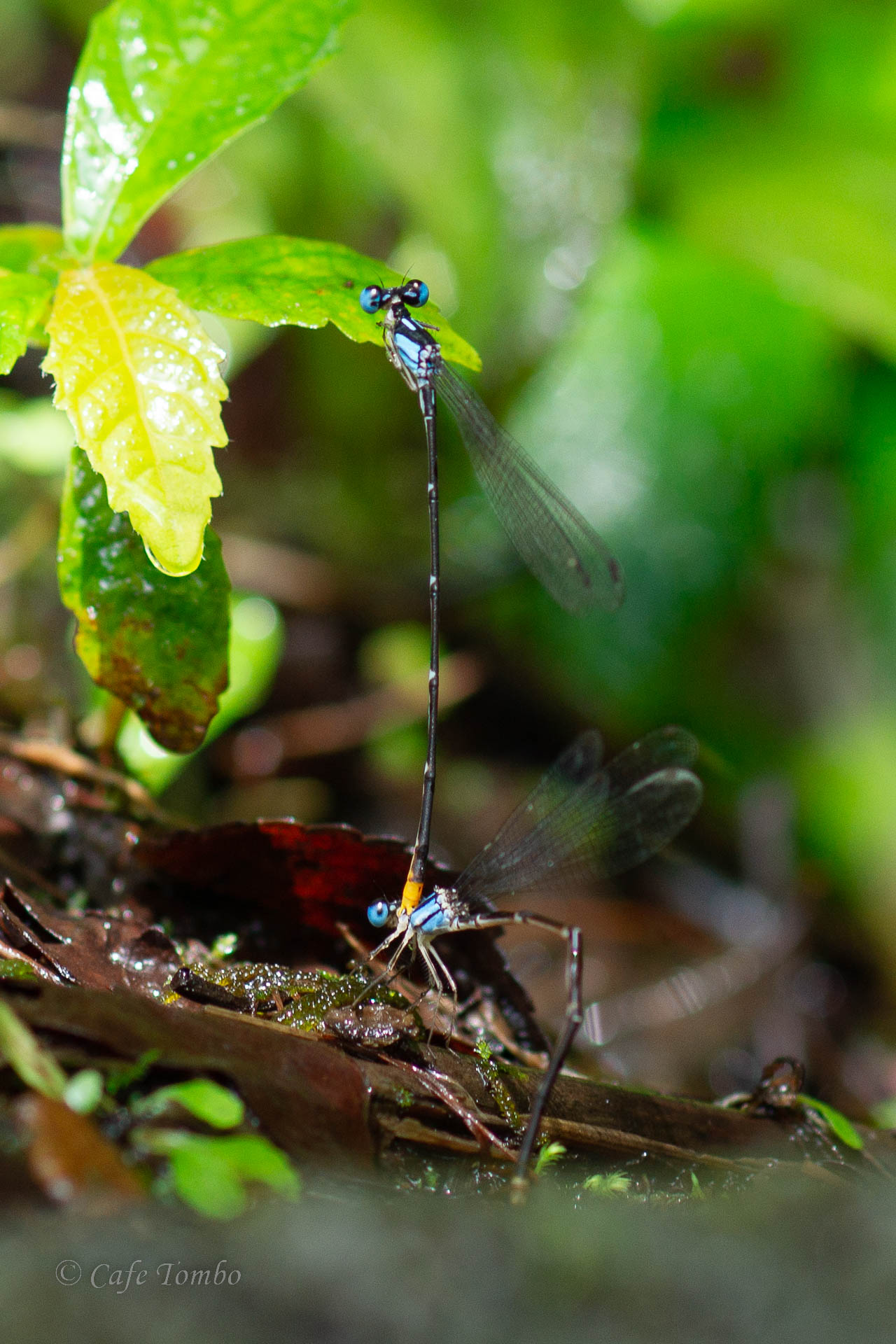 リュウキュウルリモントンボ