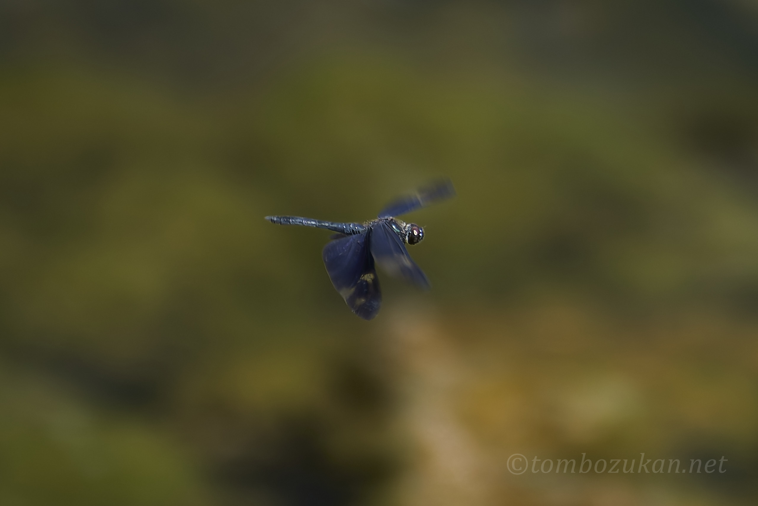 サイジョウチョウトンボ