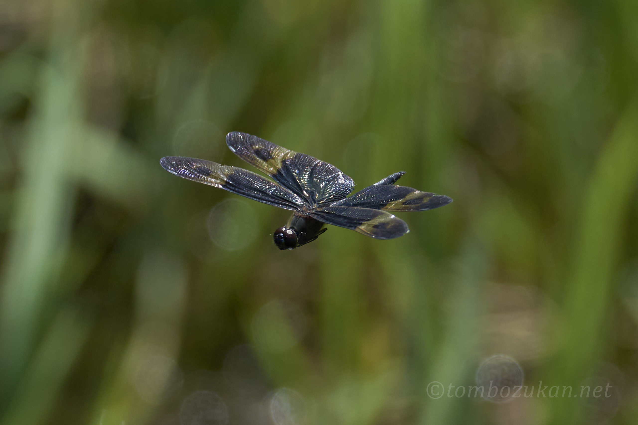 サイジョウチョウトンボ