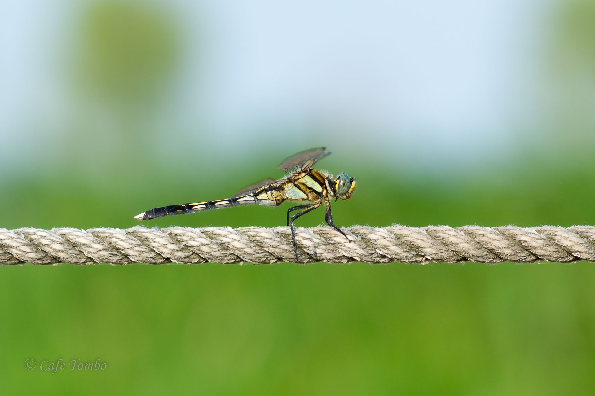 シオカラトンボ