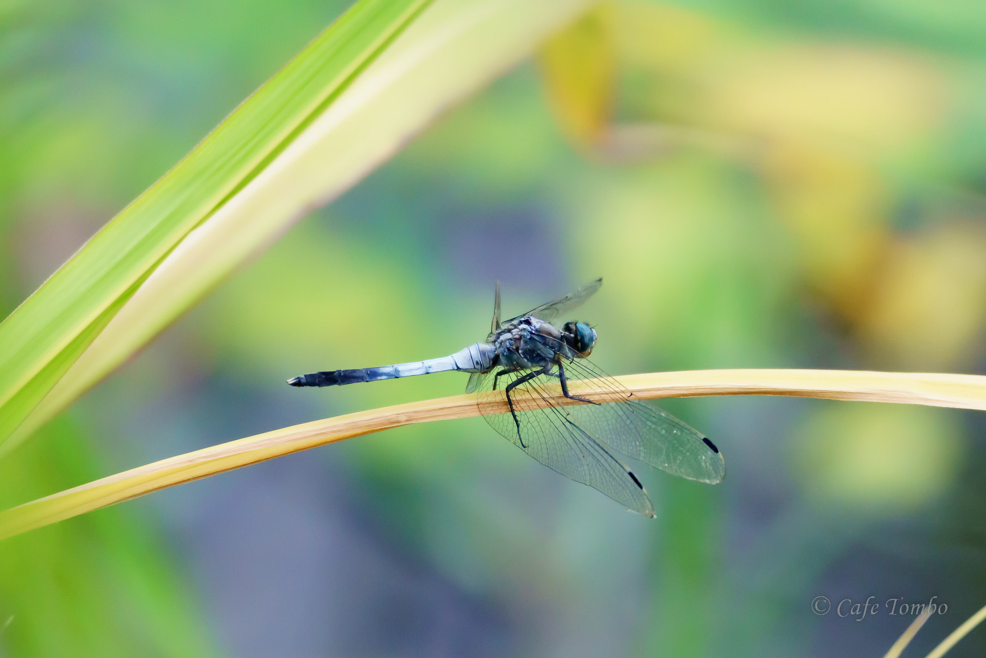 シオカラトンボ
