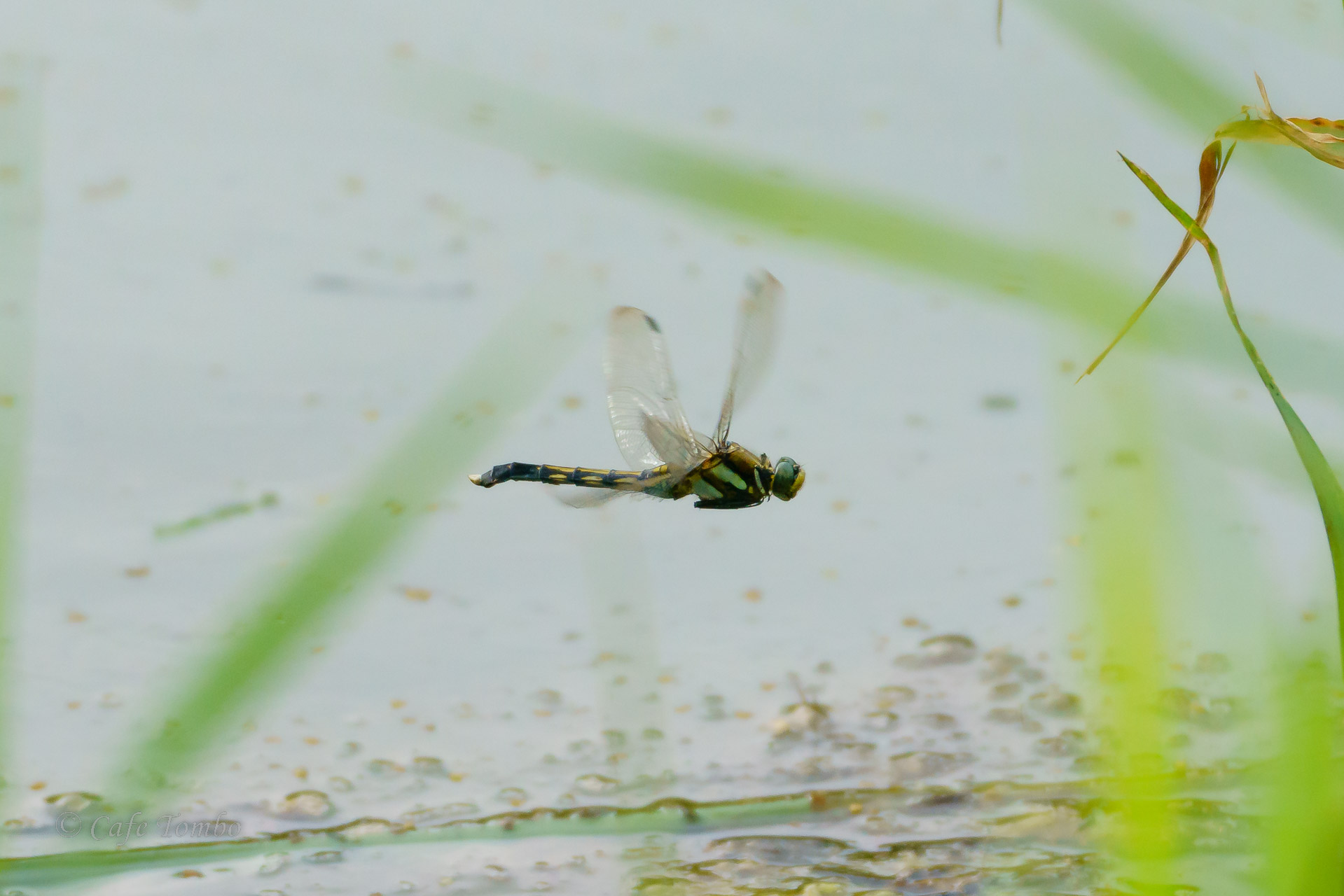 シオカラトンボ