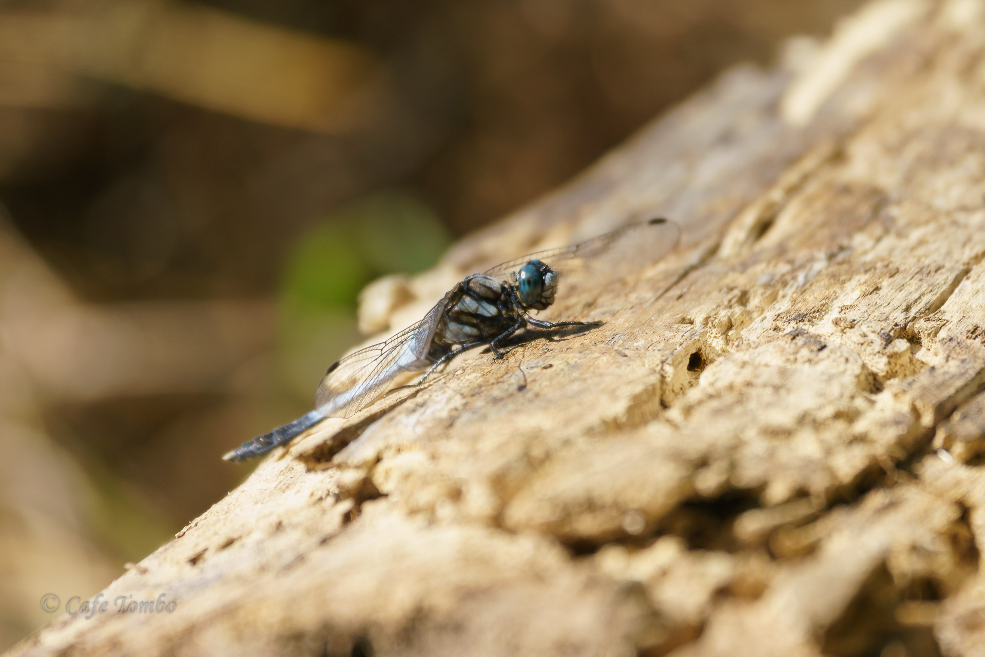 シオカラトンボ