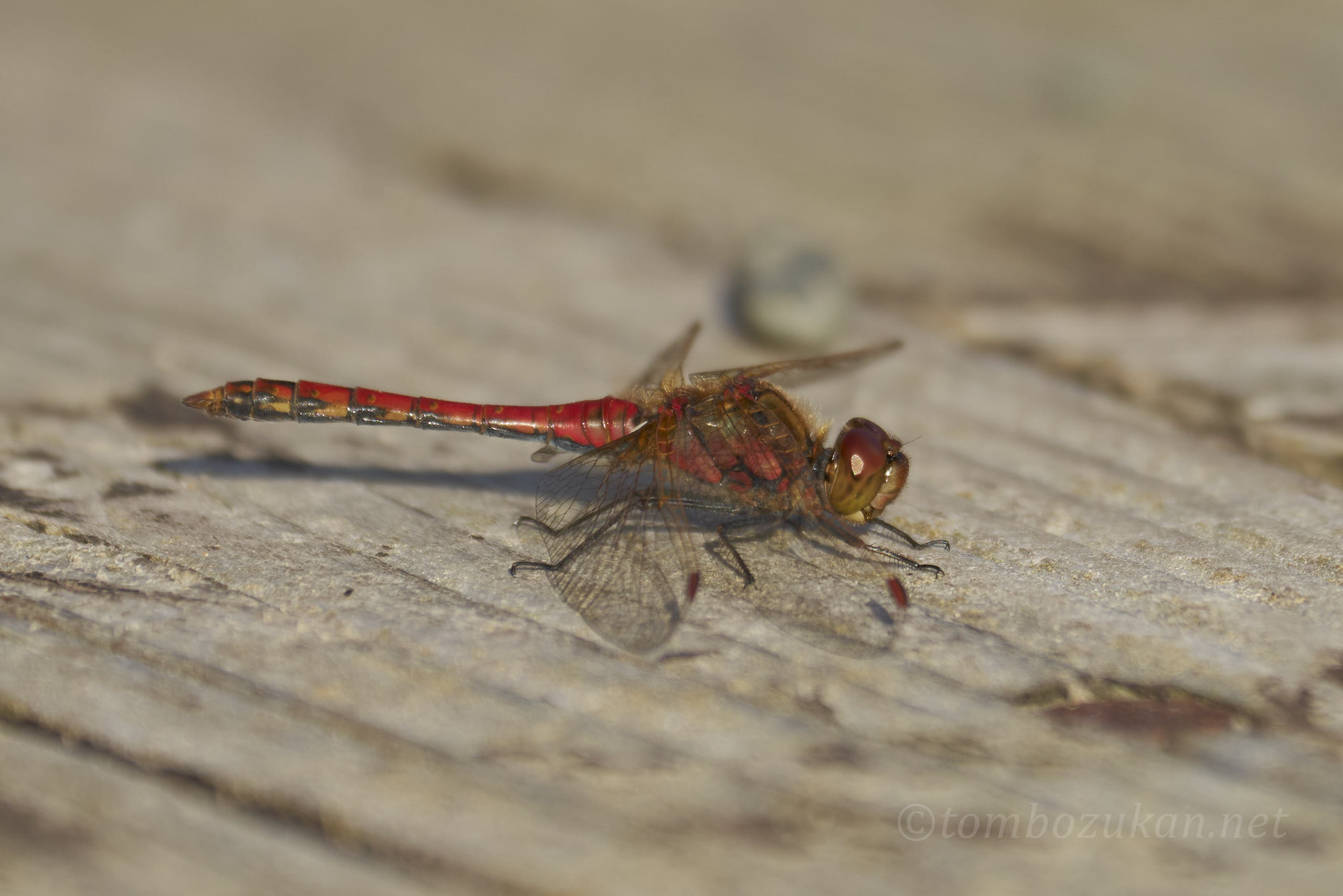 タイリクアカネ