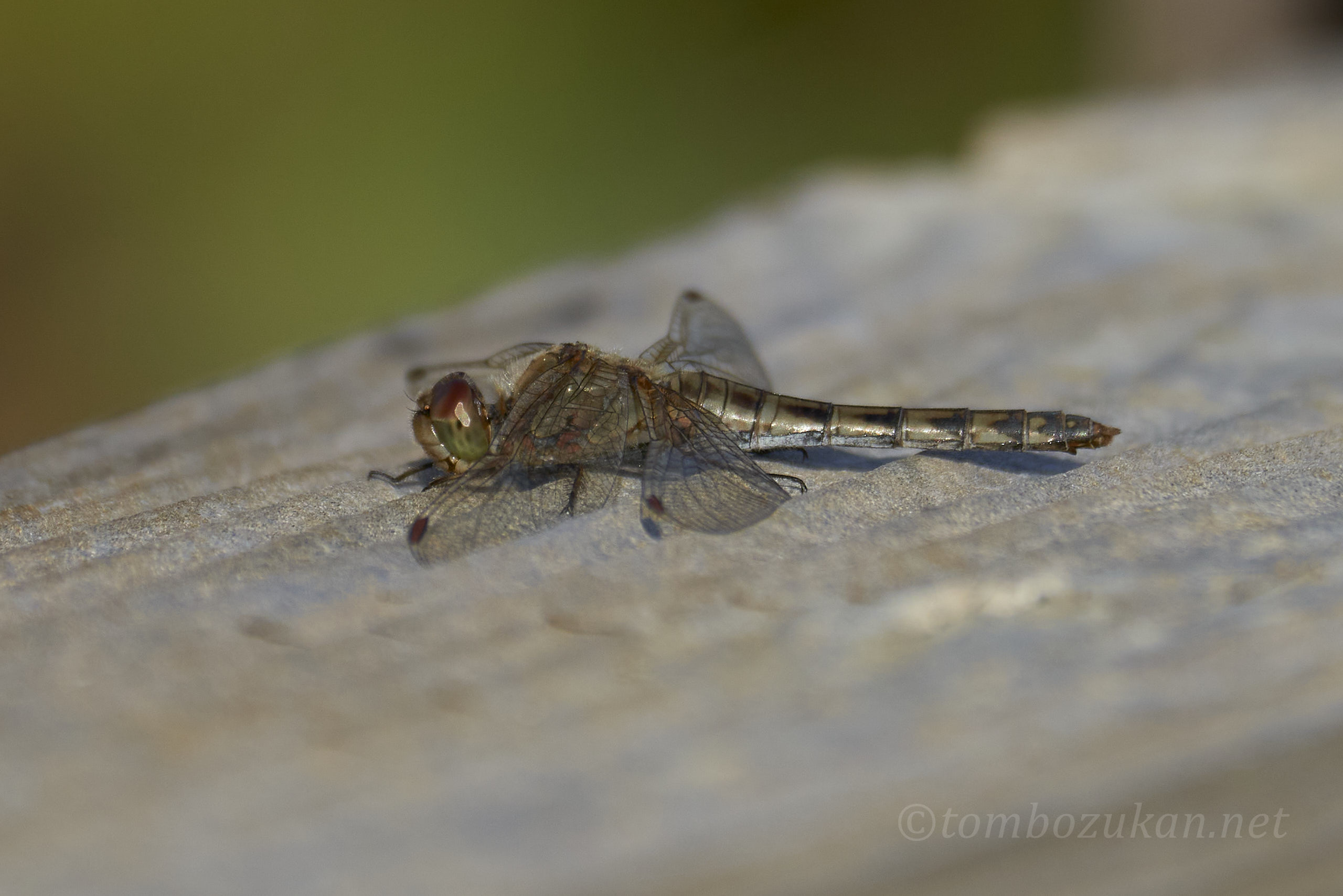 タイリクアカネ