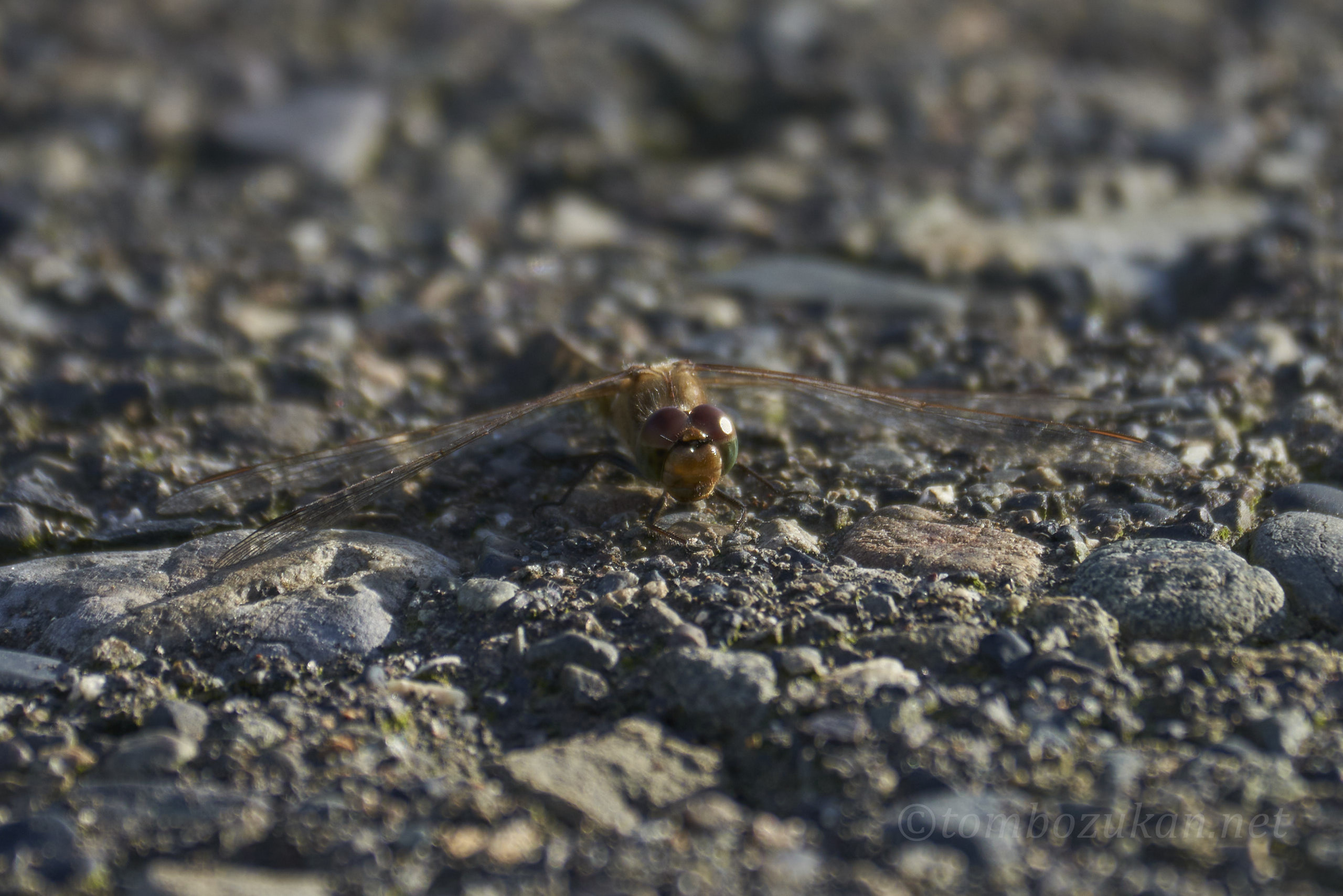 タイリクアカネ
