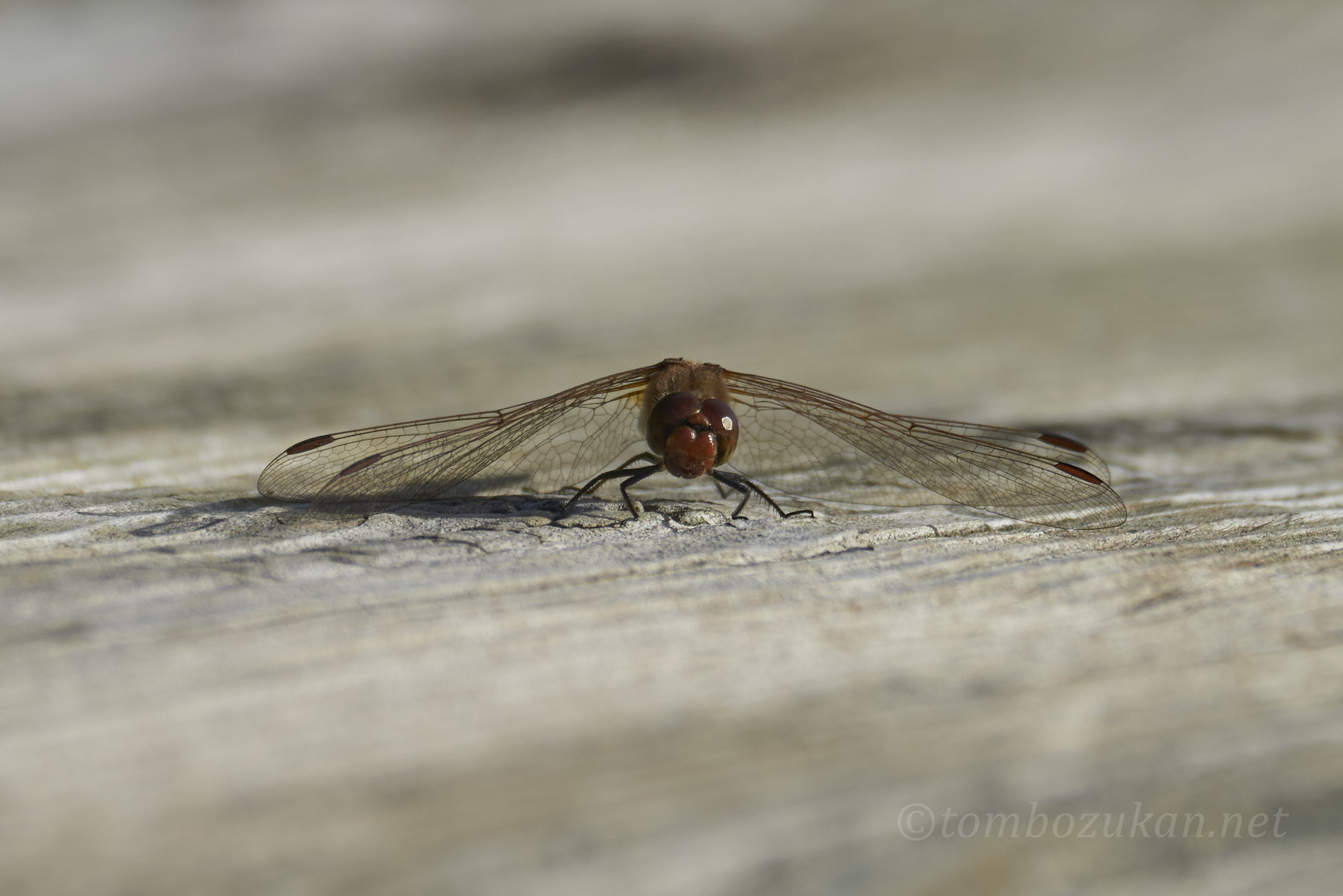 タイリクアカネ