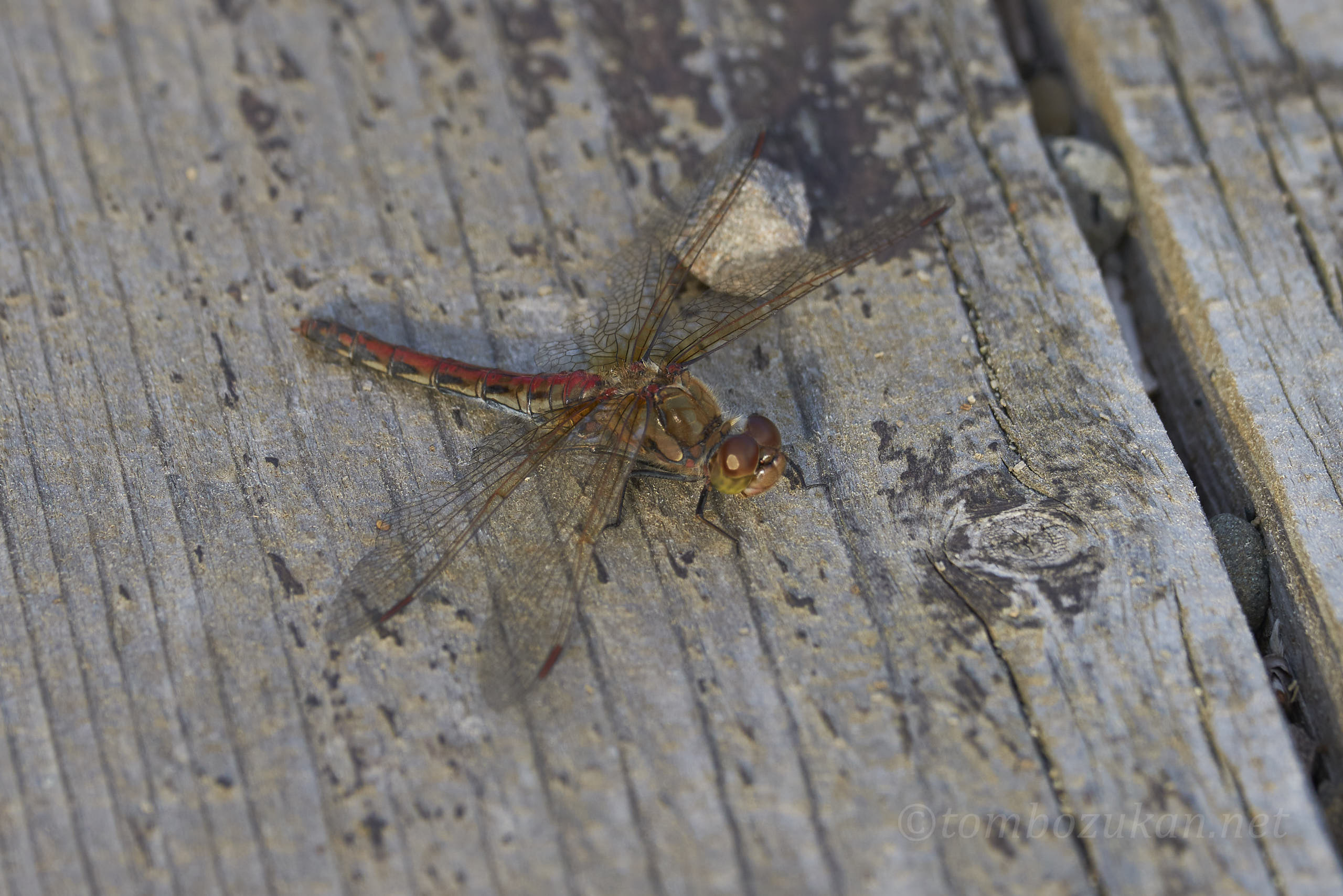 タイリクアカネ