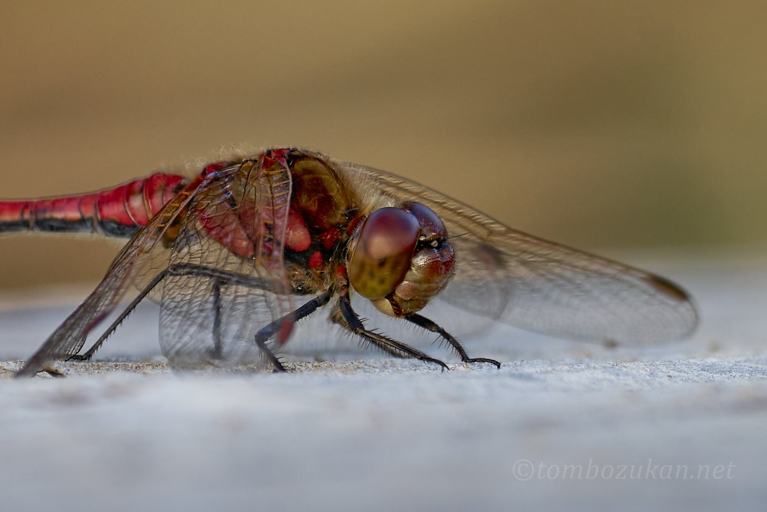タイリクアカネ