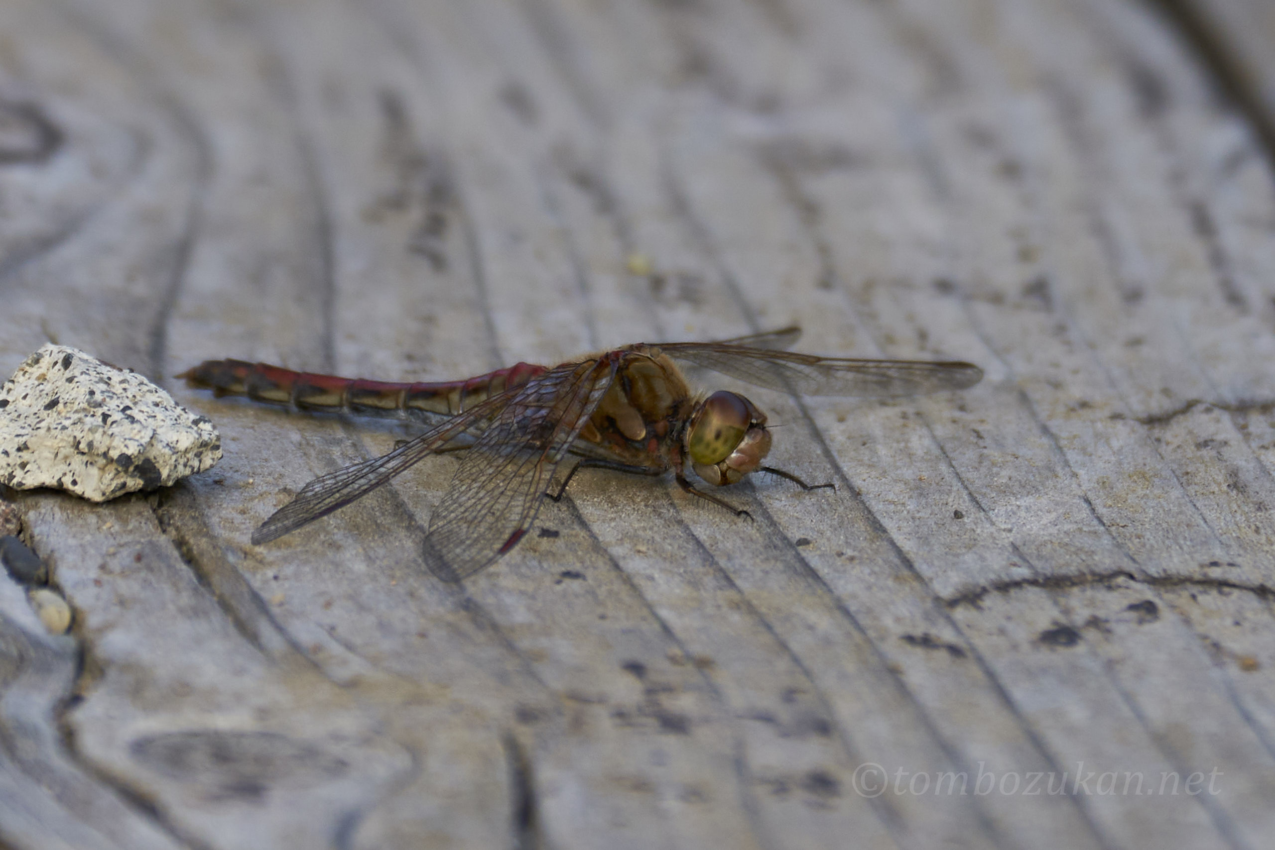 タイリクアカネ