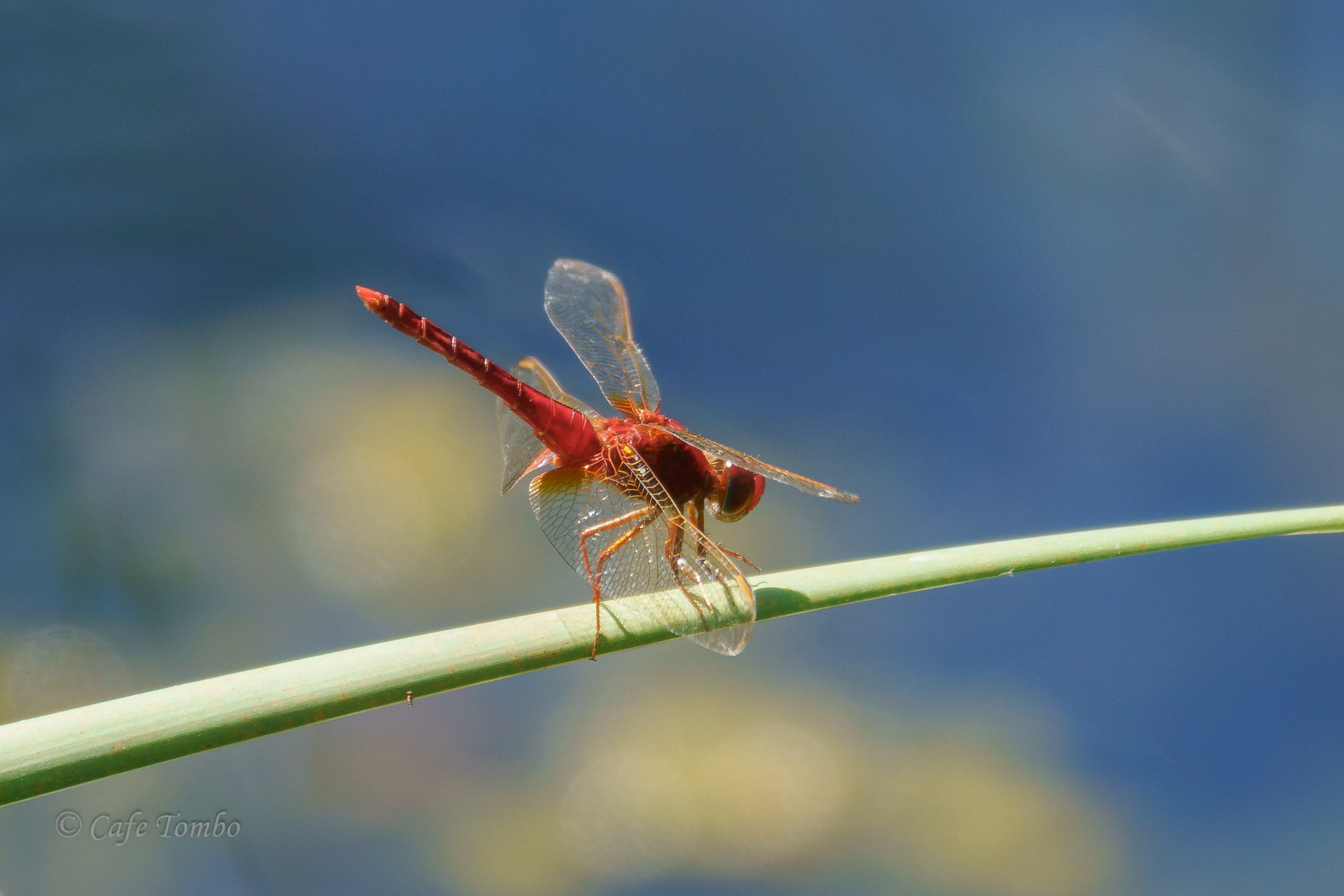 タイリクショウジョウトンボ