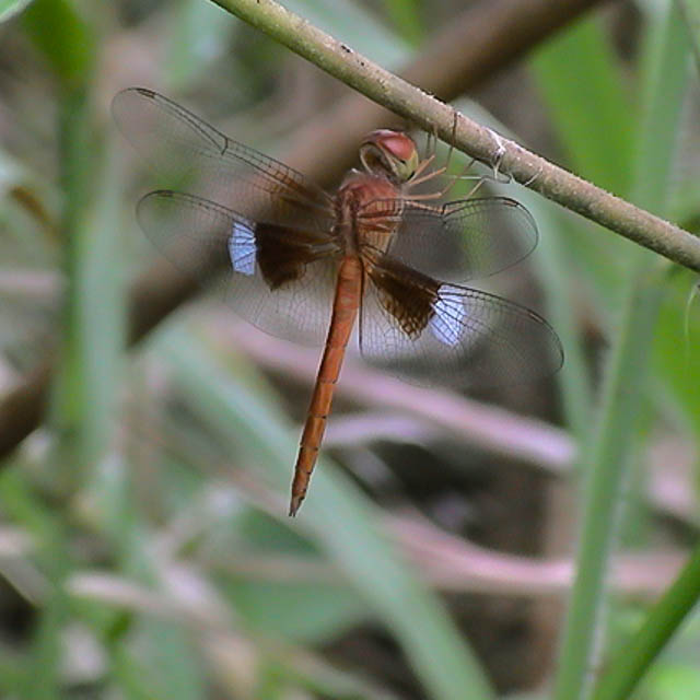 アメイロトンボ