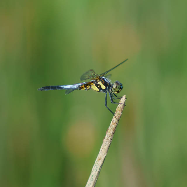 アオビタイトンボ