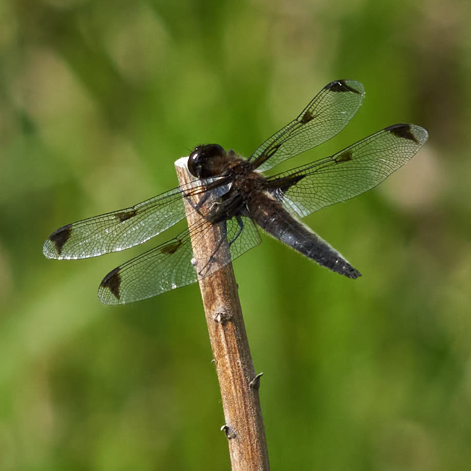 ベッコウトンボ