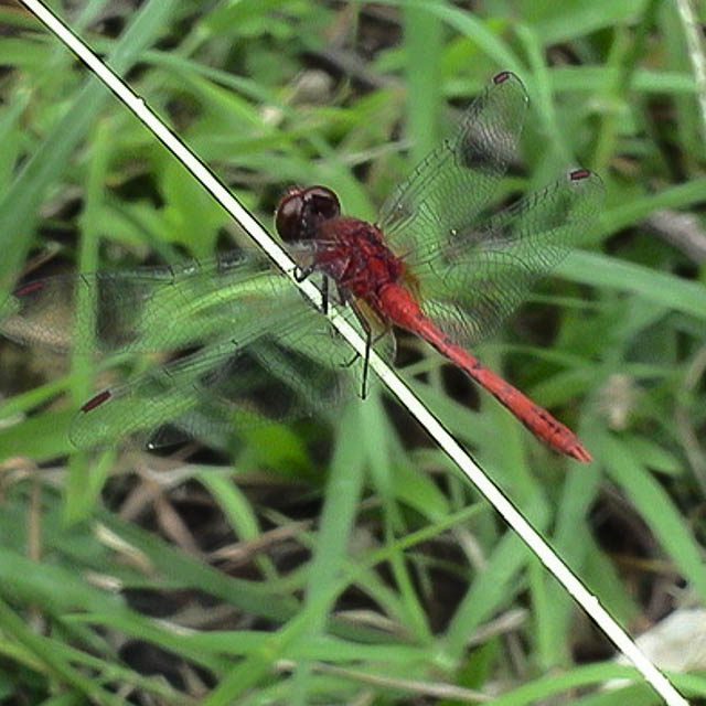 ベニヒメトンボ