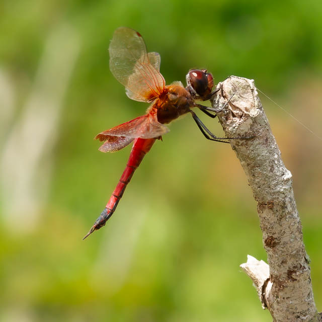 ハネビロトンボ