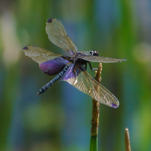 ハネナガチョウトンボ