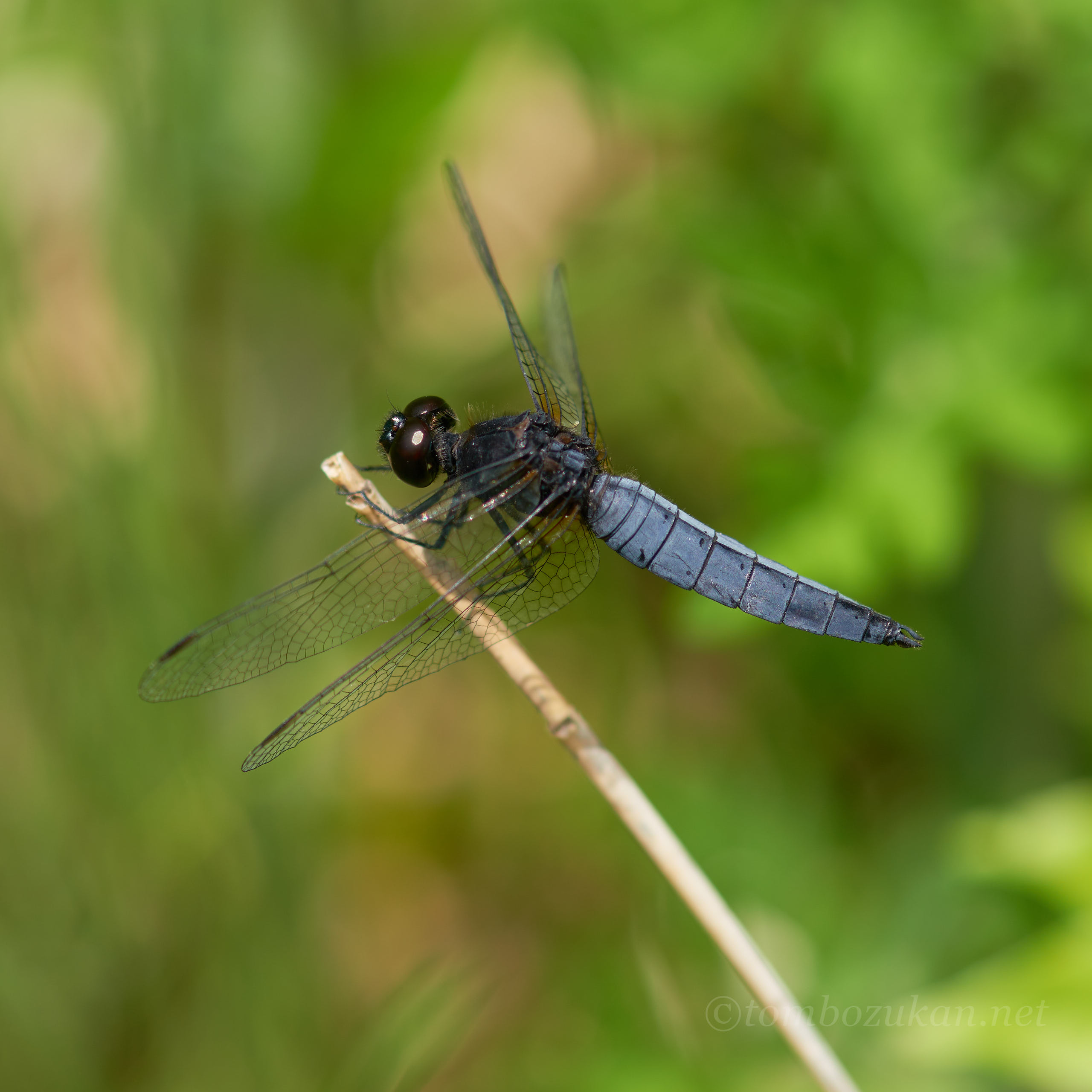 ハラビロトンボ
