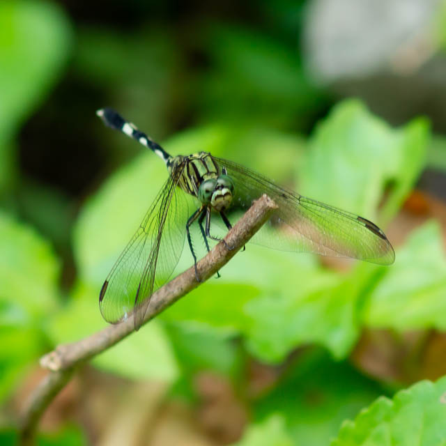 ハラボソトンボ