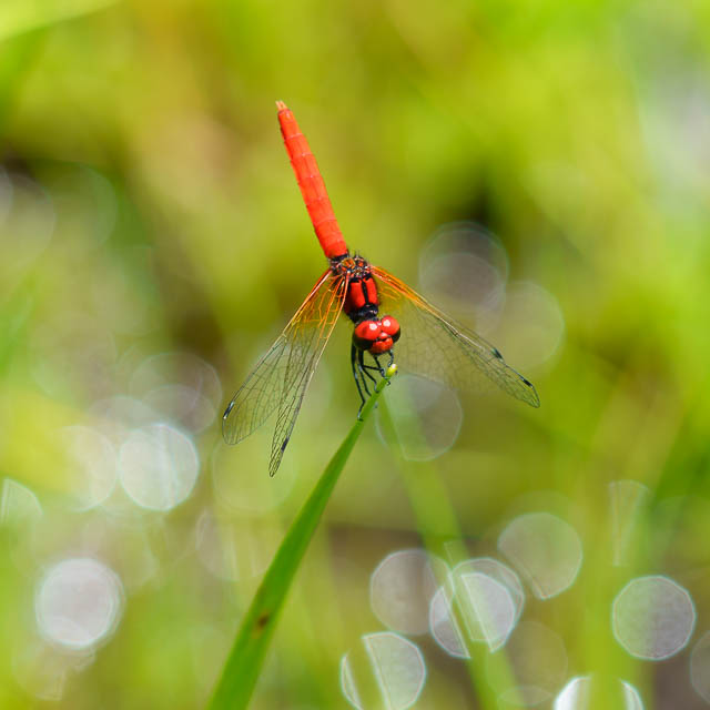 ハッチョウトンボ