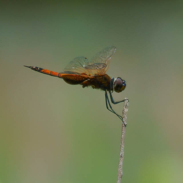 ヒメハネビロトンボ