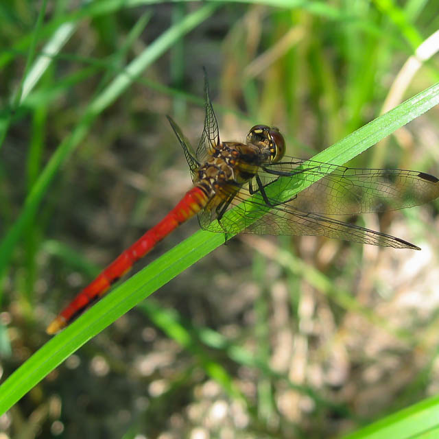 ヒメリスアカネ