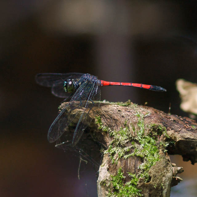 ホソアカトンボ