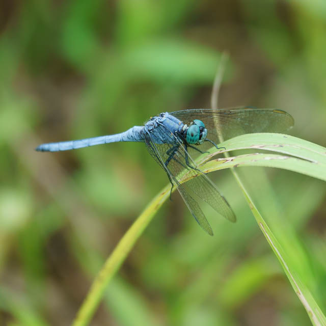 ホソミシオカラトンボ