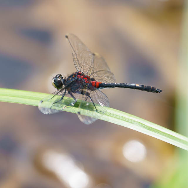 カオジロトンボ