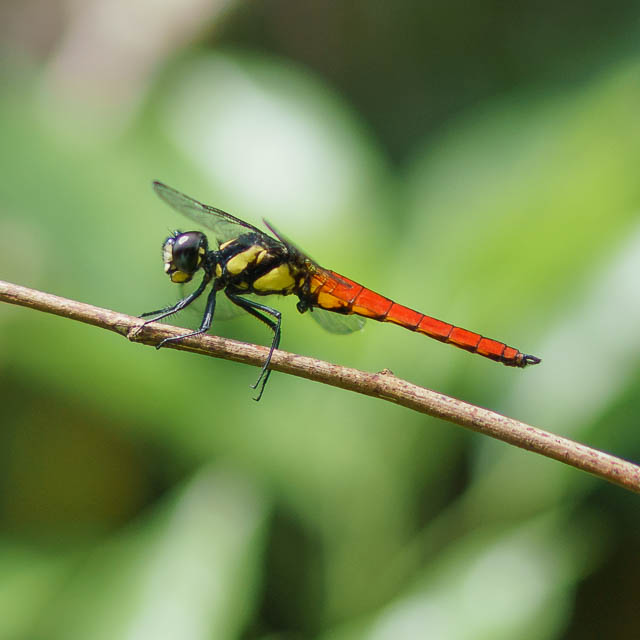 オオハラビロトンボ