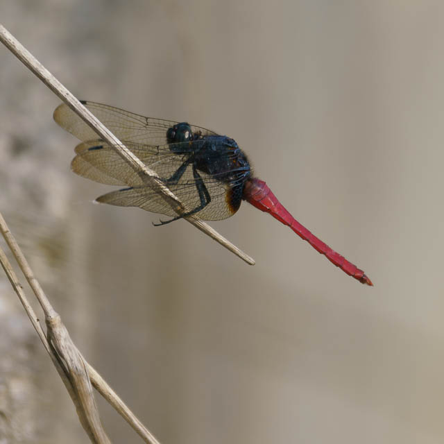 コフキショウジョウトンボ