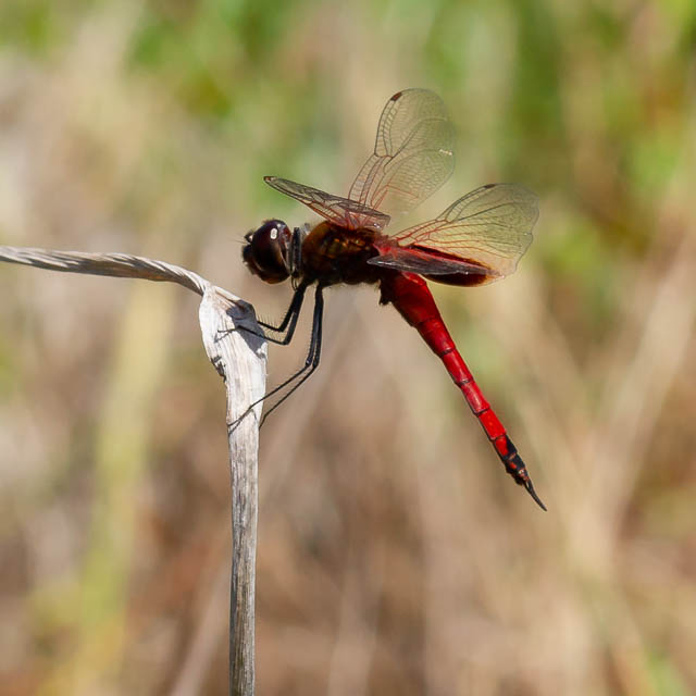 コモンヒメハネビロトンボ