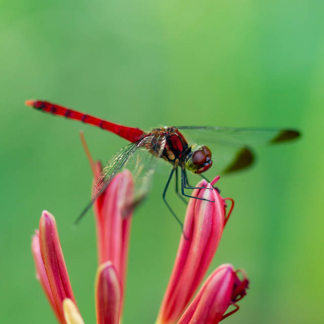 コノシメトンボ