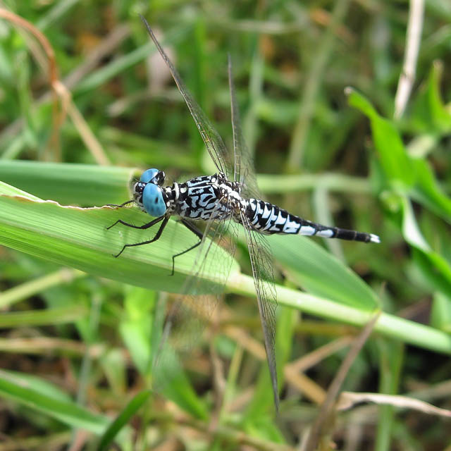 コシブトトンボ