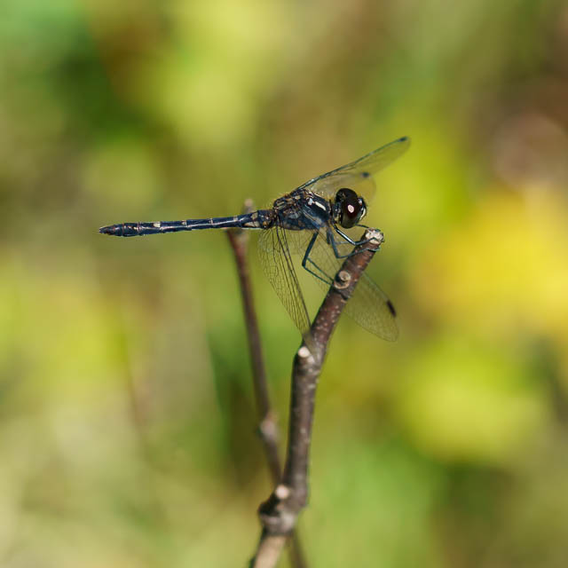 マダラナニワトンボ
