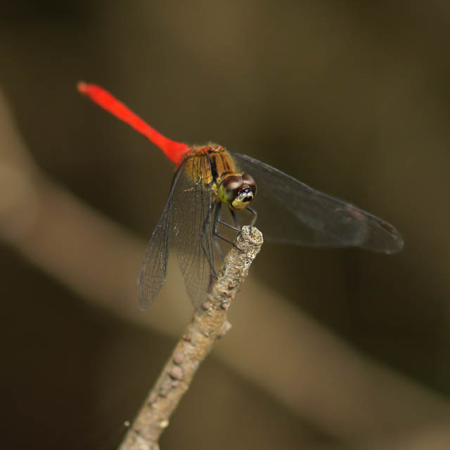 マユタテアカネ