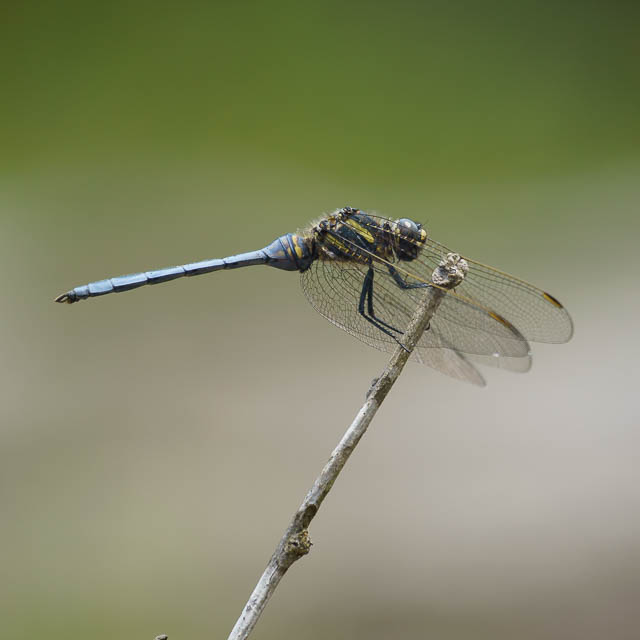 ミヤジマトンボ