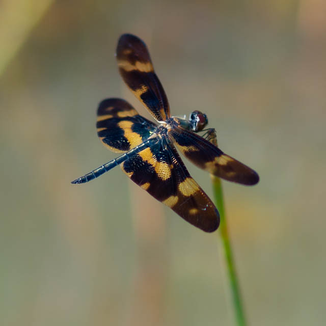 オキナワチョウトンボ