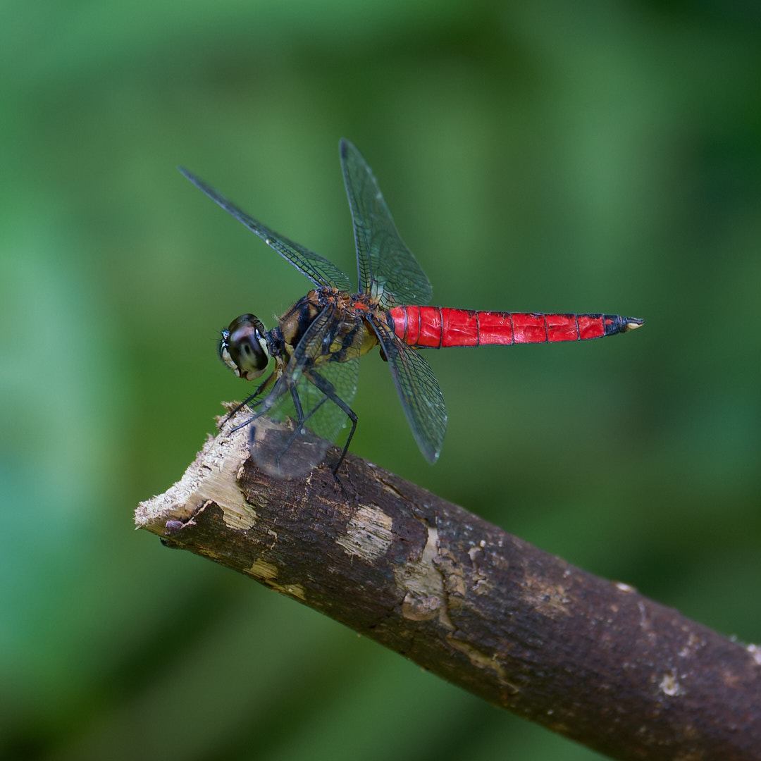オオハラビロトンボ