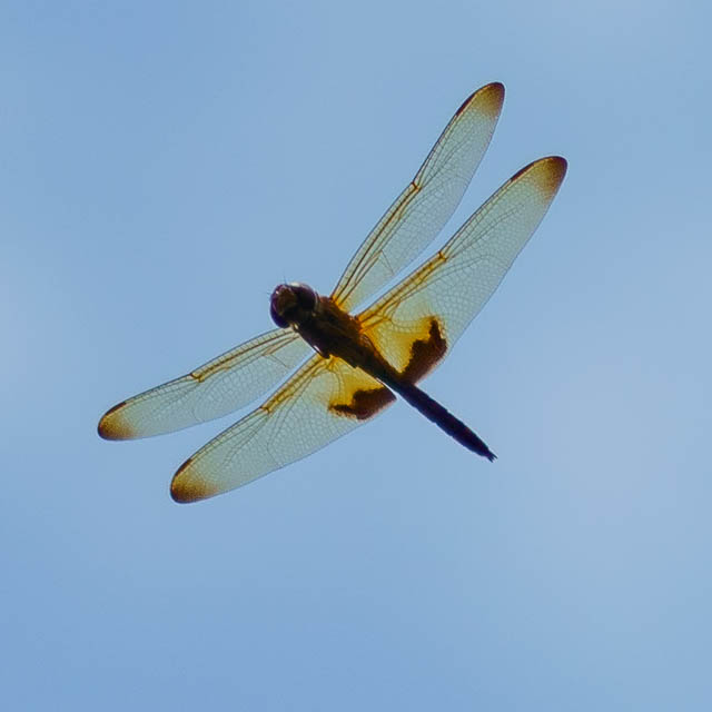 オオキイロトンボ